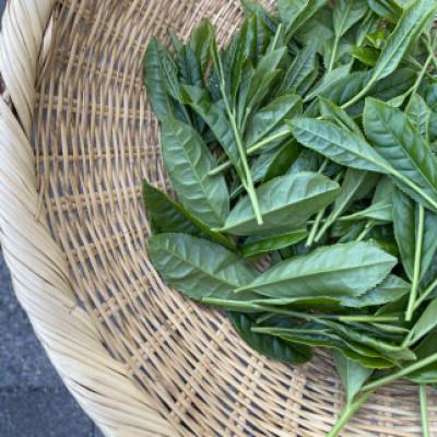 ふるさと納税 沼津市 沼津産　普通煎茶　100g×2袋 合計200g |  | 03