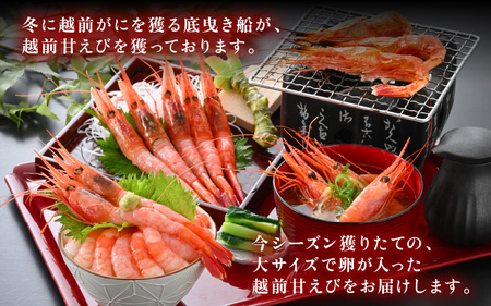 【年内配送】大好評！天然 越前甘エビ（卵あり）大サイズ計1.5kg（500g × 3箱）（合計約90尾入り）解凍方法説明書付き 船内凍結 酸化防止剤不使用！ 甘エビ本来の味をお楽しみください【えび エ