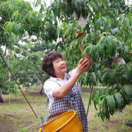 【2026年先行・7月上旬発送】　スイートネクタリン　約2kg(6～12個)【配送不可地域：離島・北海道・沖縄県・中国・四国・九州】【1730933】