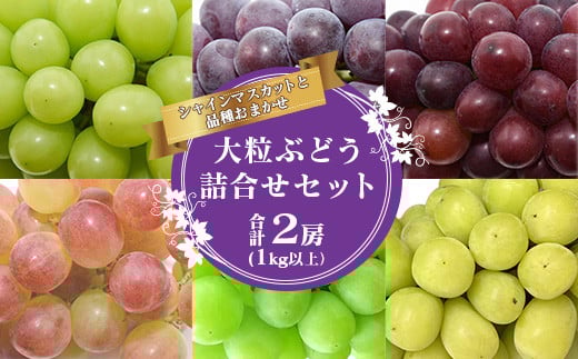 《先行予約》令和8年産 シャインマスカットと人気のぶどう 食べ比べ セット 計2房（計1kg以上）品種おまかせ 山形県産 2026年産【2026年9月中旬頃から11月頃発送予定】　015-B-JF013
