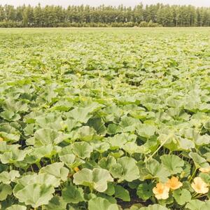 北海道帯広市産　かぼちゃ「きみまろん」5kg　糖度15～19度【1608373】