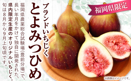 いちじく 福岡県産 ブランド いちじく とよみつひめ 約1.2kg (約300g×4パック) 【配送不可地域あり】【日付指定不可】 《8月中旬-9月末頃出荷(土日祝除く)》 福岡県   いちじく イチ