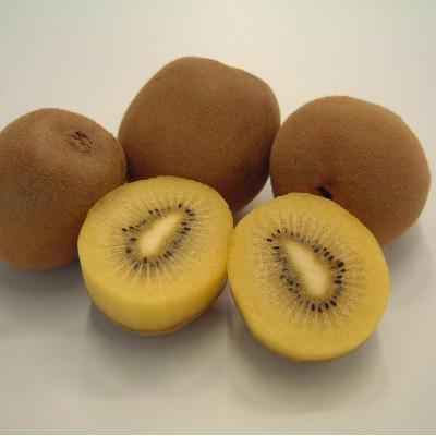 ふるさと納税 東かがわ市 【発送月固定定期便】東かがわ市フルーツ定期便全5回 |  | 03