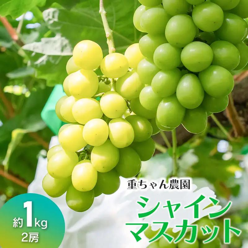 【令和8年産先行予約】 大人気 シャインマスカット　約1kg（ 2房 ） 山形県鶴岡産　重ちゃん農園