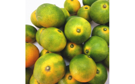 【初秋の美味】【10月～発送】有田育ちのご家庭用訳ありゆら早生有田みかん 1kg【サイズ混合】【ard052C】