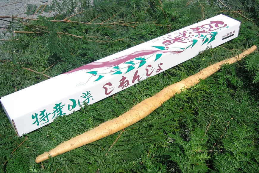 エコファーム星山の自然薯 1.1kg AH-002