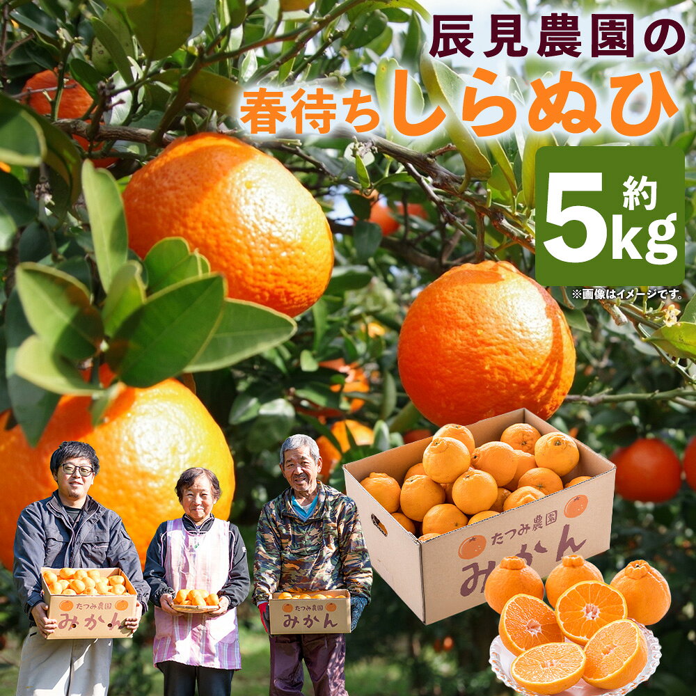 【ふるさと納税】N108x2 辰見農園の春待ち 「しらぬひ」 5kg 【2027年2月下旬～4月下旬発送予定】