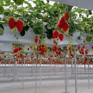 愛知県産(市野園芸)手作りいちごジャム150g×4【1620474】