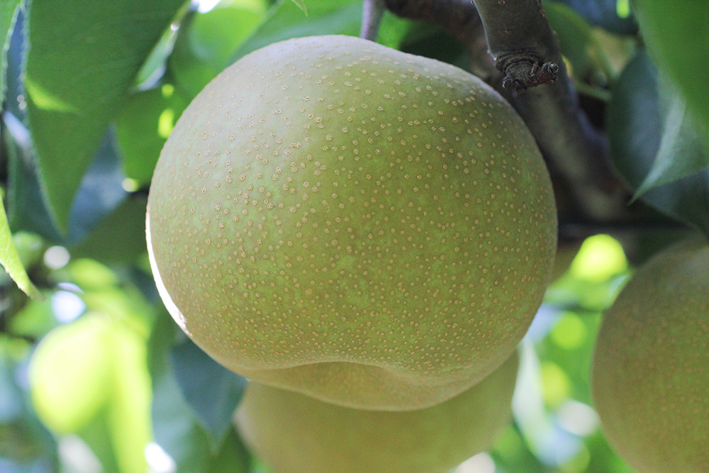 甘みと酸味が絶妙のみずみずしさ「幸水」