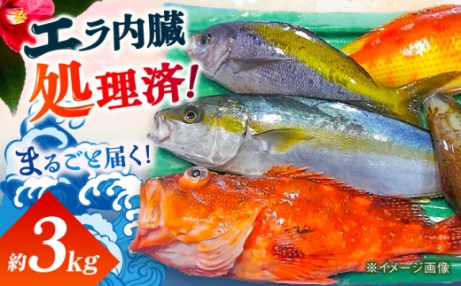 贅沢鮮魚セット3kg（エラ/内臓処理済） 五島市/五島FF[PBJ006]冷蔵 鮮魚 魚介 刺身