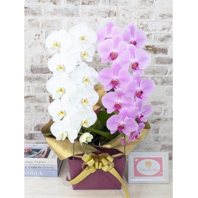 ふるさと納税 山口市 【☆新機能☆ZERO胡蝶蘭】　紅白胡蝶蘭　2本立て*白・ピンク*(大輪)　B098