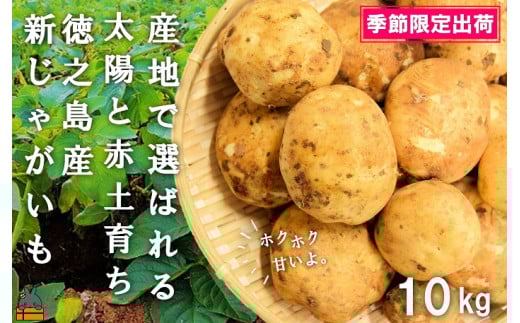 2014《2026年春お届け！》～これからは産地で選びたくなる～徳之島産新じゃがいも（10kg） ( バレイショ 野菜 旬 春 徳之島 奄美 鹿児島 肉じゃが カレー じゃがバター 美味しい 人気 オススメ )