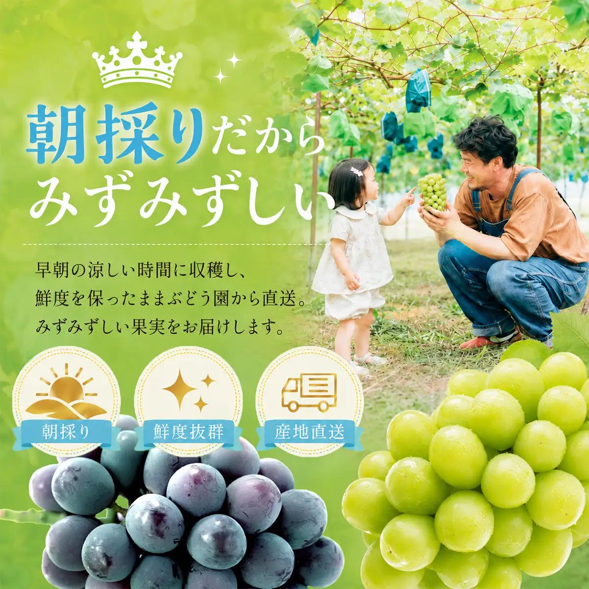 ぶどう 2026年［ご家庭用］ シャイン マスカット 2房（合計1kg以上）  ブドウ 葡萄  岡山県産 国産 フルーツ 果物 OEC KINGDOM ぶどう家 果物類