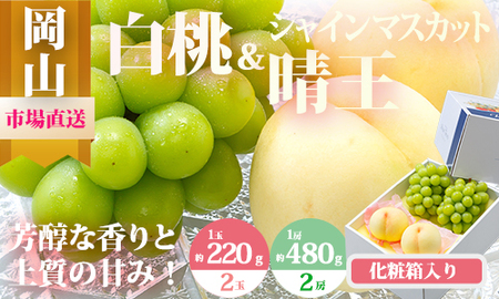 CT-4　【令和8年発送・先行予約】岡山県産　詰合/白桃（1玉220g以上）2玉・シャインマスカット晴王（1房480g以上）2房　化粧箱入り