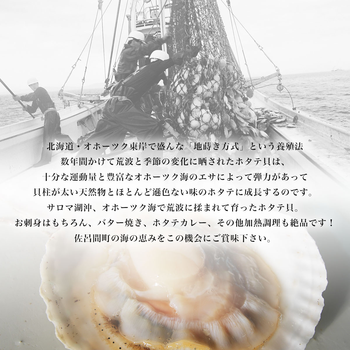 【12月発送限定】オホーツク産 『活』 ほたて 3kg（16～22枚） SRMN022_イメージ2