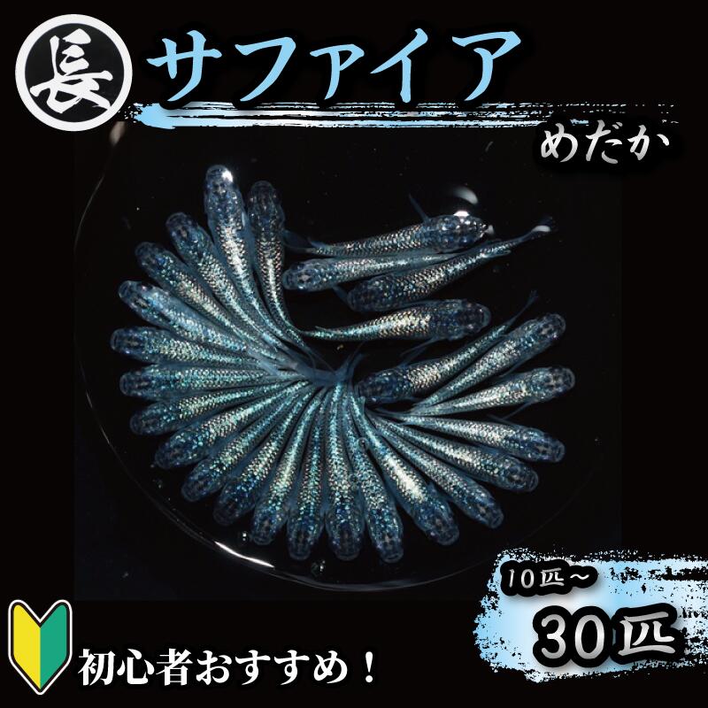 【ふるさと納税】 めだか 10匹 ~ 30匹 サファイア オス メス ランダム 選べる 容量 飼育 初心者向け 水槽 インテリア 観賞魚 熱帯魚 ペット 淡水魚 メダカ アクアリウム 生物 鑑賞 美しい 希少種 ブリーディング 丸長 魚介 魚類 牧之原市 静岡県