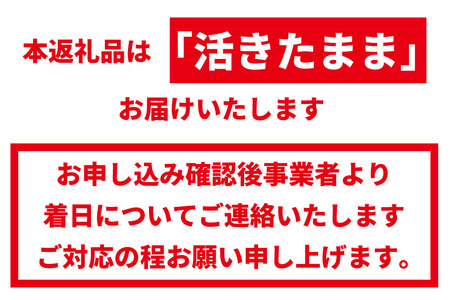 活 伊勢海老 1匹（約300ｇ）南紀黒潮イセエビ 年末年始 お正月 お届け可【着日指定必須】｜期間限定 漁師直送 海鮮 とれたて 人気