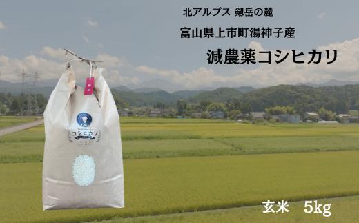 【令和7年産】減農薬 上市町湯神子産コシヒカリ（玄米）5kg　 [ソムリエH 富山県 上市町 32280233-r6-02] 　お米 コメ ご飯 ごはん 玄米ご飯 玄米ごはん こしひかり