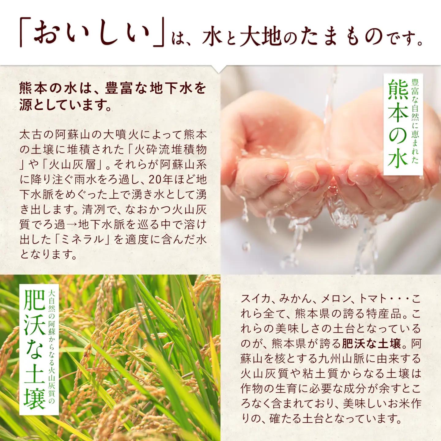 無洗米 令和7年産 ひのひかり 森のくまさん 20kg 12ヶ月 定期 無洗