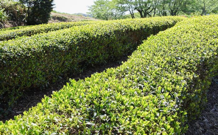 上粉茶(煎茶) 大容量セット(200ｇ×10本)  島根県雲南市/島根県農業協同組合　雲南地区本部 大東加工所 [AIBP001]