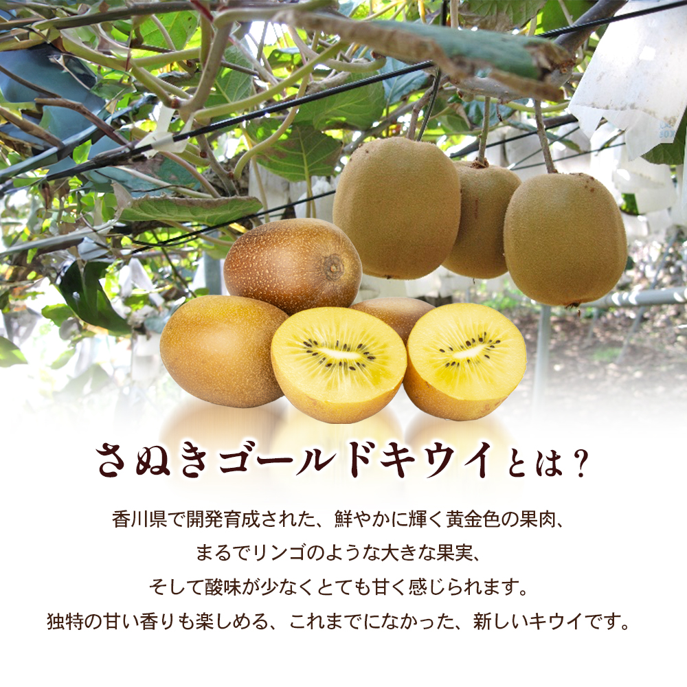 さぬきゴールドキウイ　約2.8kg