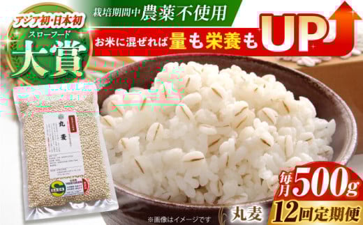 【全12回定期便】栽培期間中農薬不使用 丸麦 500g ( 1等麦使用 ) 【葦農】[HAJ042] 麦 雑穀 雑穀米 麦ごはん 1等麦 特別栽培農産物 佐賀 食物繊維 丸麦 500g ご飯 定期便