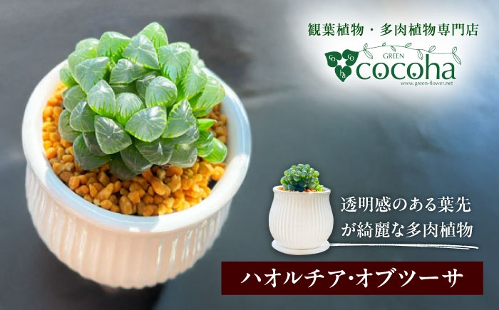 
                  キラキラ輝く砂漠の宝石 『ハオルチア・オブツーサ』 糸島市 / cocoha 観葉植物 グリーン 緑 インテリア [AWB043]
                