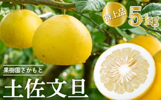 【2026年2月より発送】 高知県産 土佐文旦 特上品 5kg 贈答用 ぶんたん 時期 人気 旬 柑橘 フルーツ 果物 国産 ブランド ビタミン 生産者 産地 高知 須崎 KJS018_x