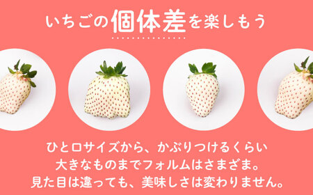 【R8年1月以降発送】【幻の白いちご】 こころの色 220g×2パック 【StrawberryFarm-K】 [IBJ010]