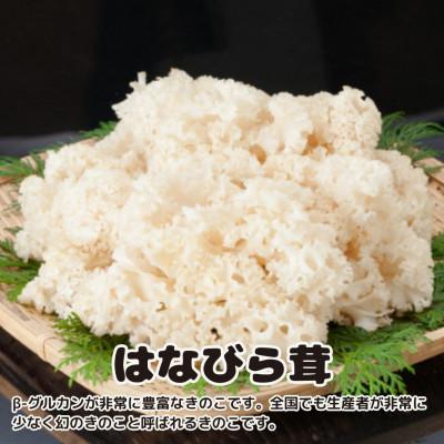ふるさと納税 牛久市 花びらたけ粉末　3袋セット(各50g)(茨城県共通返礼品:城里町) |  | 02