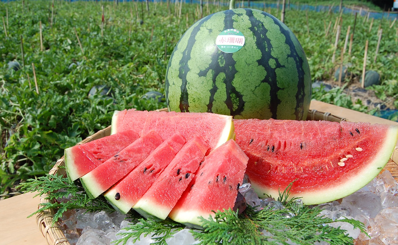 抜群の甘さ！ スイカ 1玉 大玉 (6kg以上) 甘い 高糖度 西瓜 すいか 種なし 縞スイカ 黒玉 ギフト お中元 御中元 産地直送 旬 果物 フルーツ 取り寄せ ねばねばファーム 高知県 大月町産