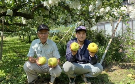 《2024年秋出荷》味が濃い梨 豊水5kg（8～14玉） F21R-855