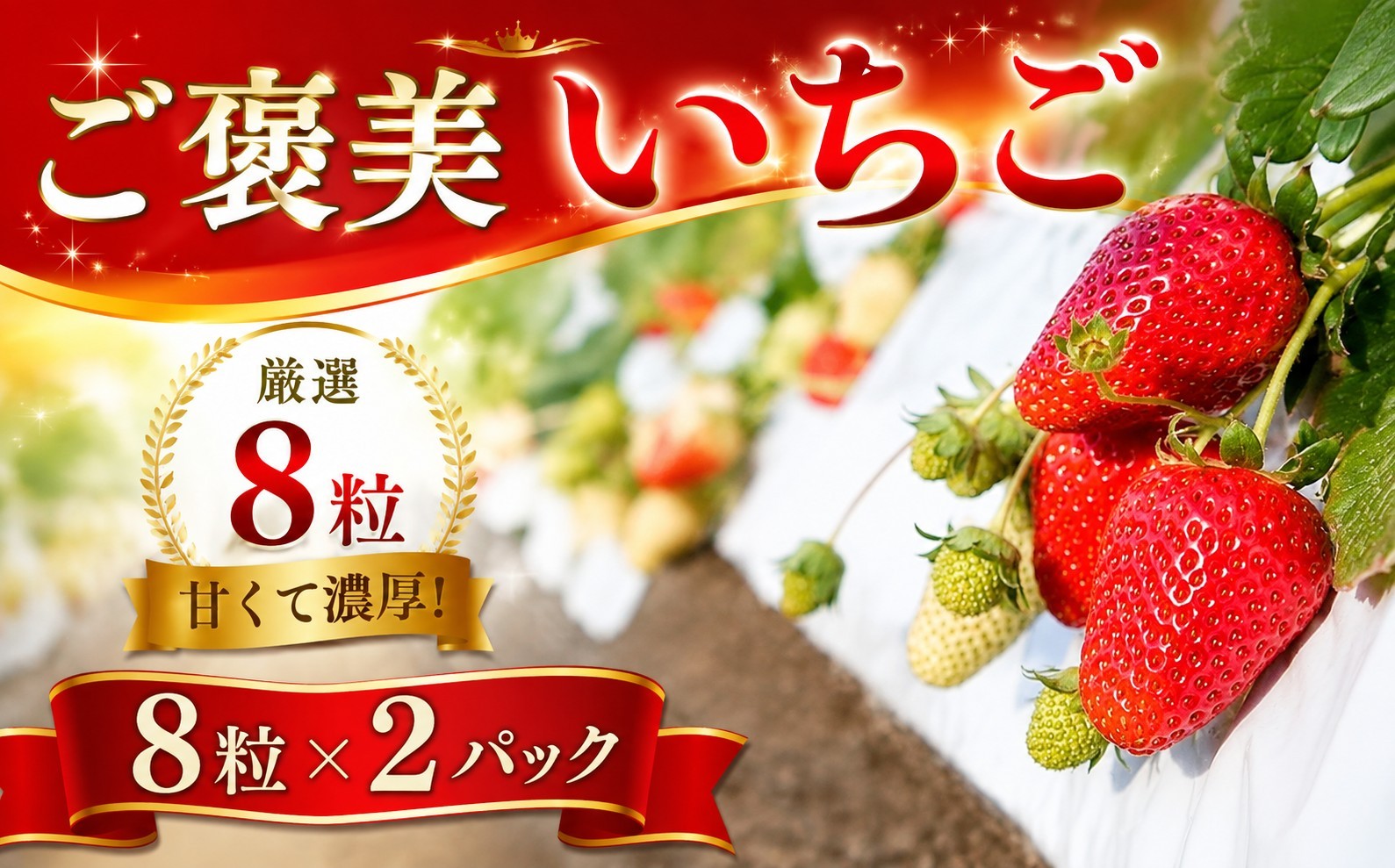 
                  【先行予約・チョイス限定】 いちご 紅ほっぺ イチゴ 苺 大粒 厳選8粒×2パック 数量限定 贅沢 ご褒美 ギフト 手土産 農家直送 フルーツ 果物 くだもの ブランド ふるさと納税  神奈川県 厚木市 コンファーム KNF003
                