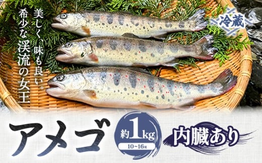 アメゴ 約1kg  内臓 あり 木屋平淡水養魚場《4月上旬-10月下旬頃出荷(土日祝除く)》 【配送不可地域あり】※北海道・沖縄・離島　徳島県 美馬市 川魚 アメゴ あまご 塩焼き 唐揚げ 送料無料