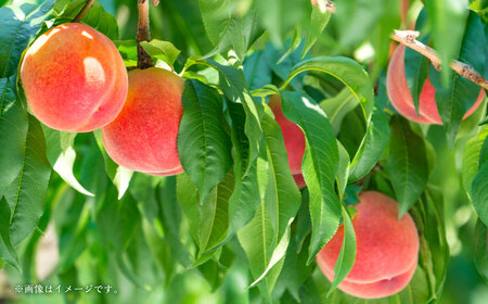 山形県おきたま産 もも （川中島白桃・まどか・桃水など） （特秀） 8玉～11玉（約3kg） 山形県産 フルーツ 果物 【2026年8月下旬～9月上旬発送予定】