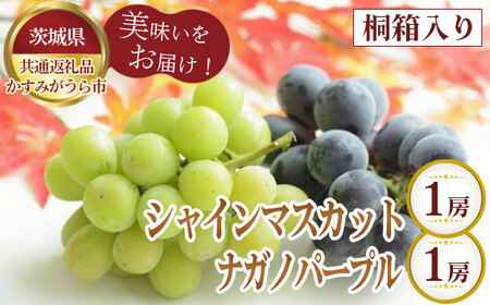 【先行予約】桐箱入りシャインマスカット1房とナガノパープル1房【茨城県共通返礼品 かすみがうら市】 No.324