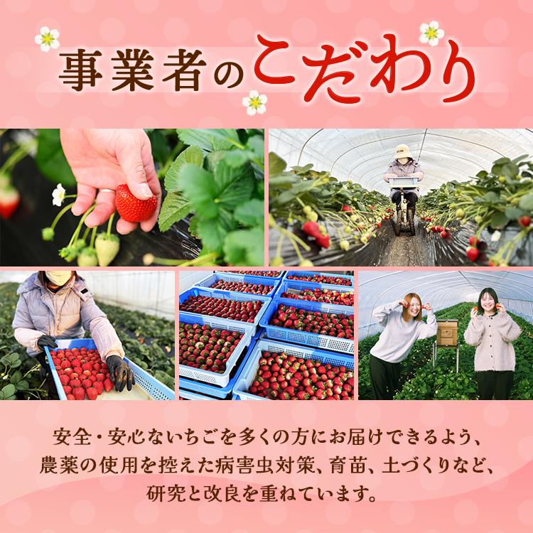〈数量限定〉【先行予約】さくら市産イチゴ（とちあいか）290g×4パック【先行予約 栃木県 果物 くだもの フルーツ 苺 いちご】 ※2025年12月下旬～2026年3月下旬頃に順次発送予定_イメージ