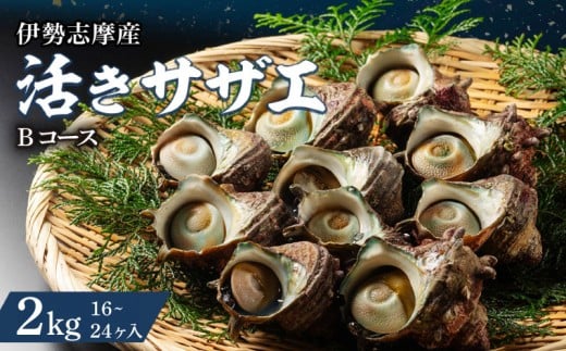 サザエ 2kg 16～24ヶ 冷蔵 新鮮 海鮮 海産物 魚介 魚貝 活きサザエ 栄螺 貝 刺身 刺し身 お造り つぼ焼き 壺焼き グリル BBQ バーベキュー キャンプ 夏 ギフト 贈り物 三重 伊勢 志摩 南伊勢町 山金商店 活きサザエBコース