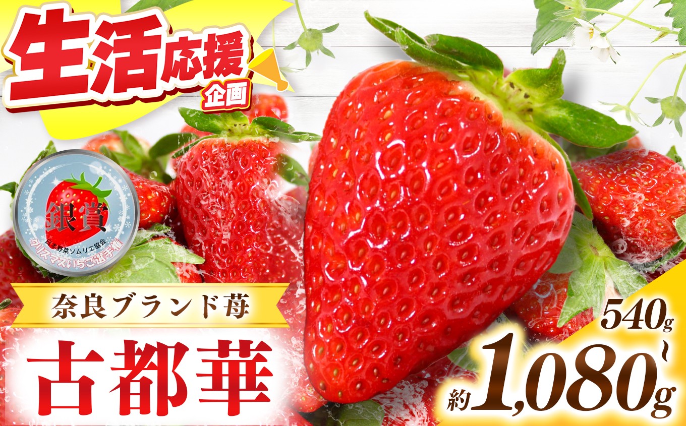 
                  甘くて高級 奈良県産ブランド「 古都華 （ ことか ）」| フルーツ くだもの 果物 いちご イチゴ ことか コトカ 古都華  高糖度 旬 2月 3月 4月 5月 順次発送 LIP～幸せいちご園～ 産地直送 農家直送 お取り寄せ 送料無料 グルメ フレッシュ 果実 新鮮 ブランド苺 ストロベリー 冷蔵 糖度 減農薬栽培  濃厚 贅沢 奈良県 五條市
                