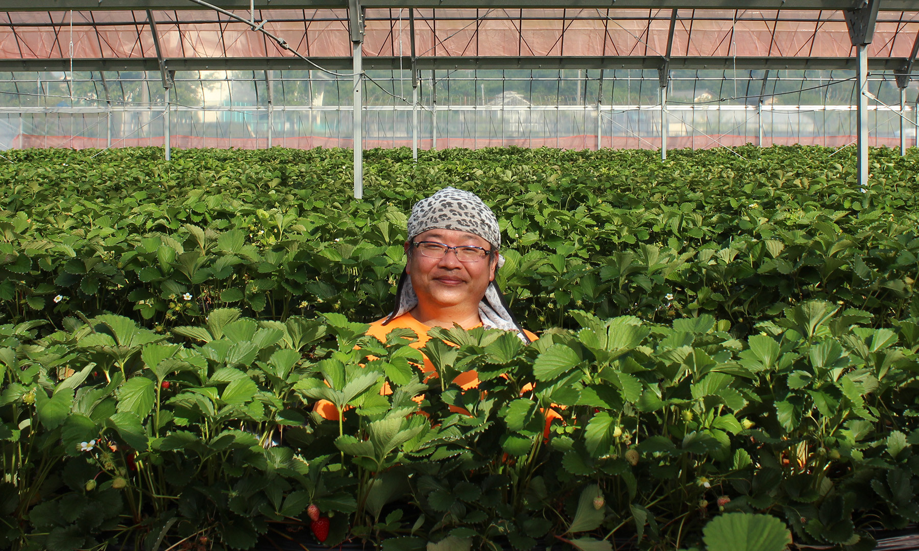 こちらの返礼品を使用したスムージーです。（装飾の生いちごはこちらの返礼品とは異なります。）