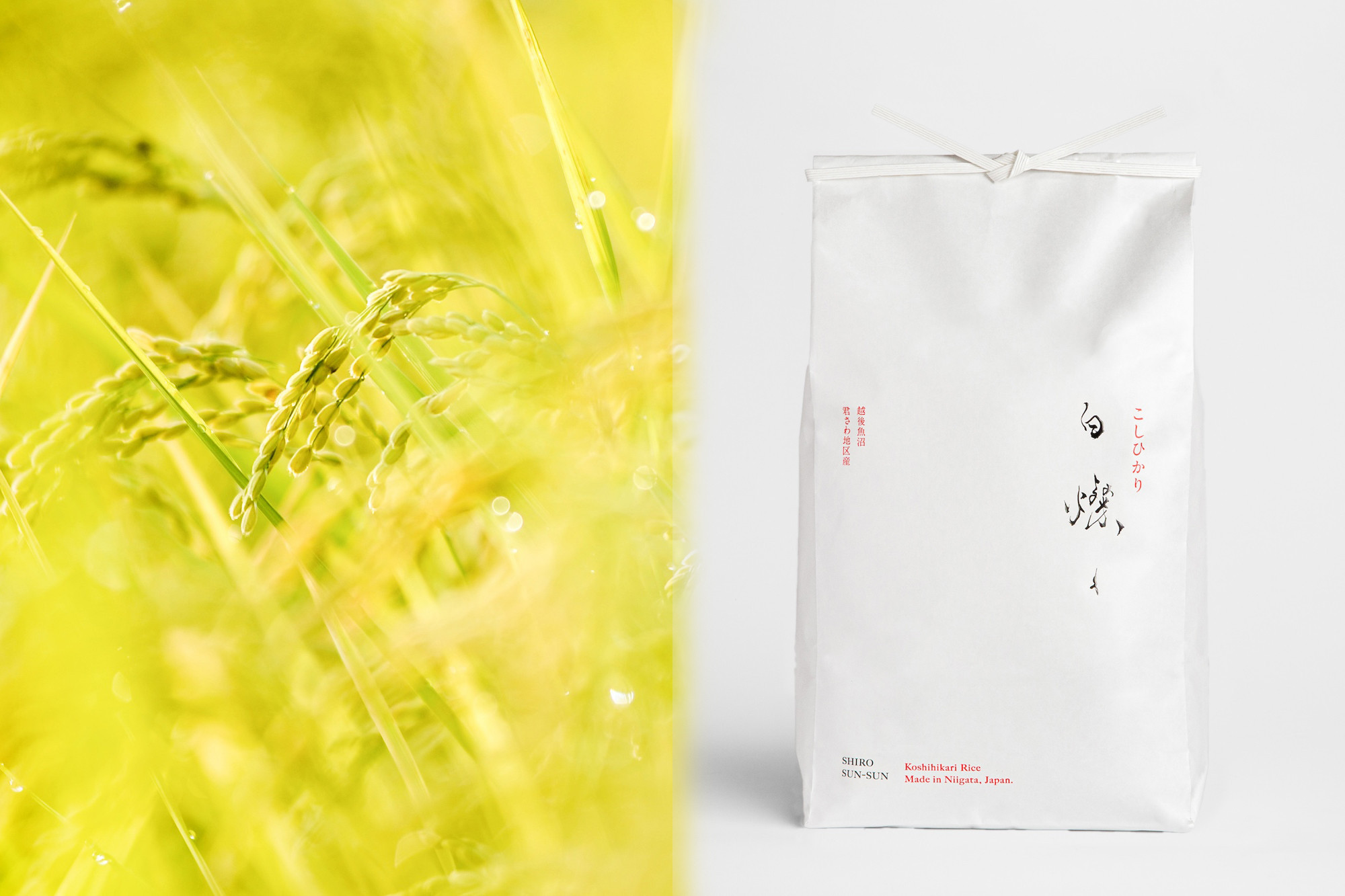 【令和7年産新米】南魚沼君沢産こしひかり 白燦々5kg（BL品種）