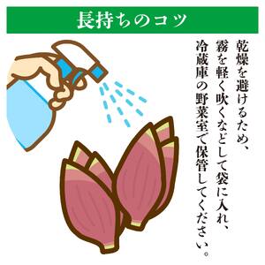 秀品 すさきのみょうが 1kg 生産量日本一 産地直送 かつおのたたき 薬味 高知県 高知 須崎 須崎市 かつおのたたき かつおのたたき かつおのたたき かつおのたたき