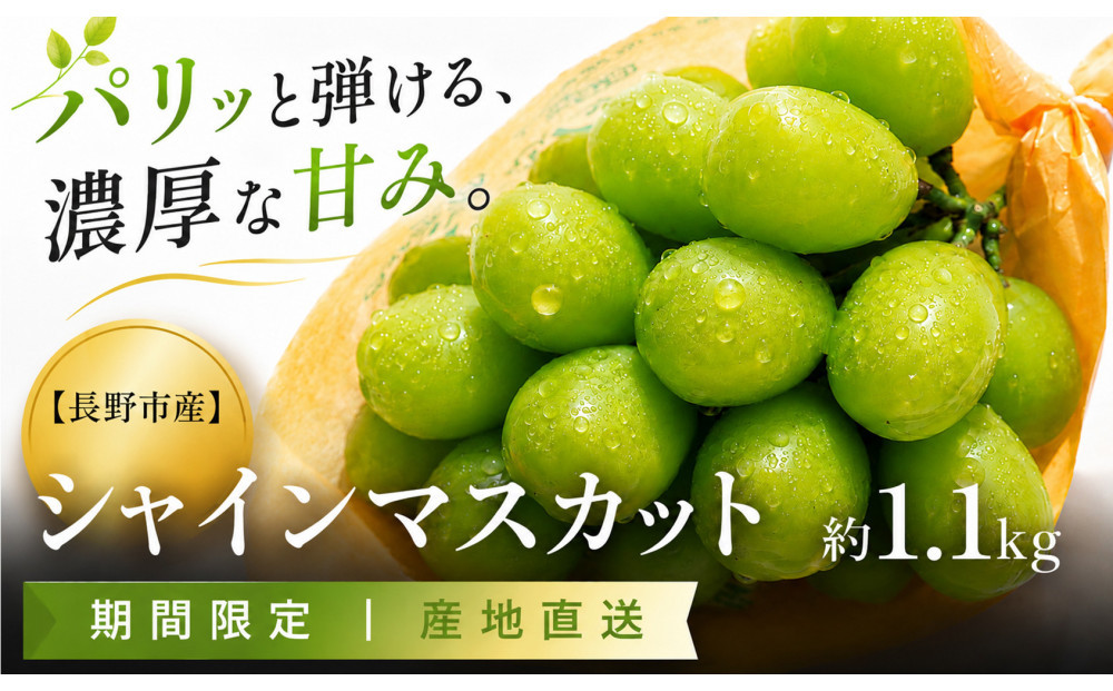 長野市産 シャインマスカット約1.1kg（2～3房）【2026年発送】｜ シャインマスカット 果物 くだもの ぶどう フルーツ 旬 デザート 人気 おすすめ 長野県 長野市 信州 信濃 ふるさと納税