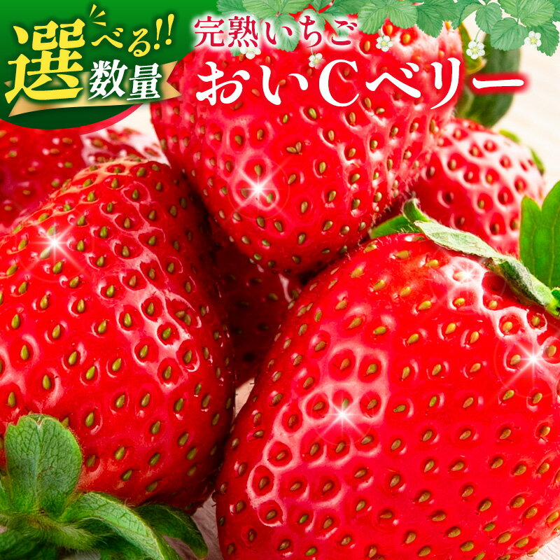 【ふるさと納税】完熟いちご おいCベリー 農場直送 北広島農場のおいCベリー 西日本高速道路エンジニアリング中国北広島農場