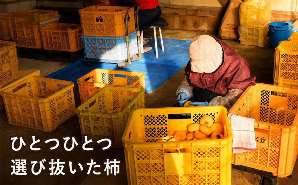 潮風で干すと歯ごたえが残る、佐渡の干し柿・島娘