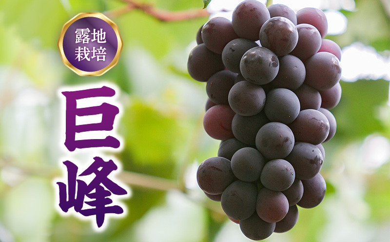 
巨峰（露地栽培）約2.0kg
