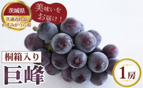 No.596 【先行予約】巨峰　桐箱入り1房【茨城県共通返礼品 かすみがうら市】 ／ 旬 新鮮 葡萄 ブドウ 果物 フルーツ 茨城県 特産品