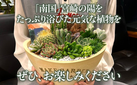 多肉植物の寄せ植え　BIGサイズ 人気 インテリア 室内