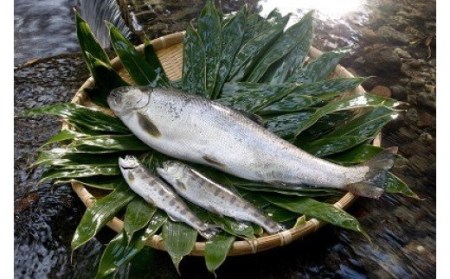 B-058　わさび田の渓流育ち、「天城のあまご」を食べ尽くす特別メニューお食事券