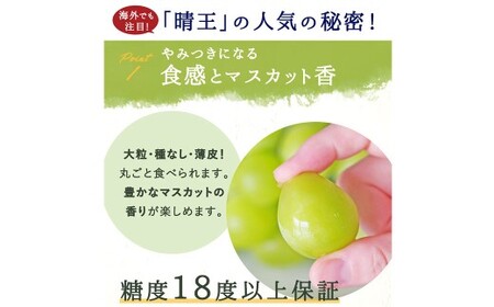 シャインマスカット 晴王 2房 （1房480g以上） 化粧箱入り 【2026年8月下旬～11月上旬迄発送予定】／ マスカット 葡萄 ぶどう 果物 果実 フルーツ 種なし 皮ごと 大粒 岡山県 美咲町 